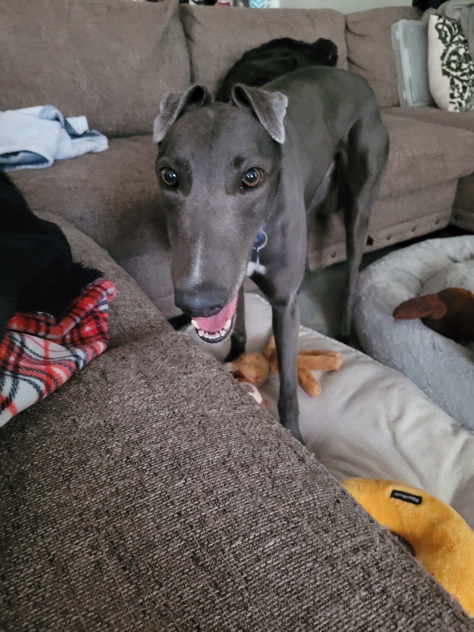 Winston